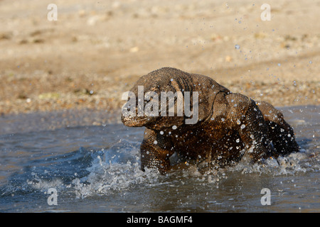 Drago di Komodo (Varanus komodoensis) in acqua Foto Stock