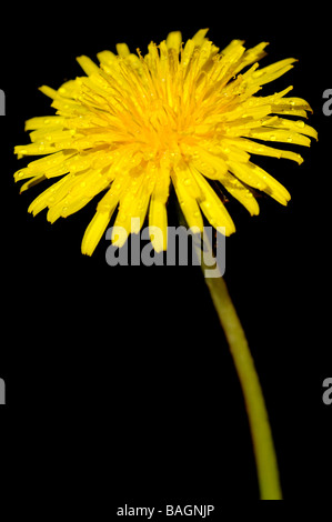 Tarassaco fiore su uno sfondo nero Foto Stock