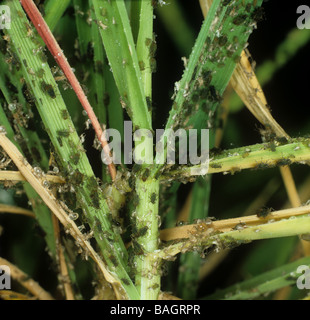 Una grave infestazione di bird cherry afidi Rhopalosiphum padi su una giovane pianta di orzo Foto Stock