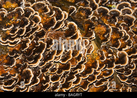 Il fungo sul tronco di albero, Mary Ann Prati, Westbrook, Warrington, Inghilterra, inverno 2009 Foto Stock