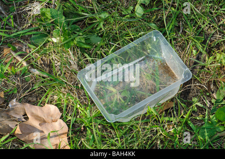 Contenitore l'allevamento di larve di Asian zanzara tigre come si trova su di un giardino privato Foto Stock