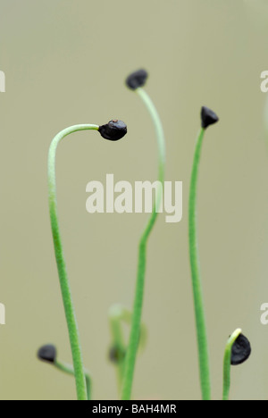 Cipolla primaverile, giovani pianta 'lisbona Bianca', Galles, Regno Unito. Foto Stock