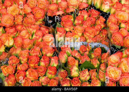 Paesi Bassi Olanda Settentrionale Provincia, Amsterdam, Singel, Bloemenmarkt Il Mercato dei Fiori, rose Foto Stock