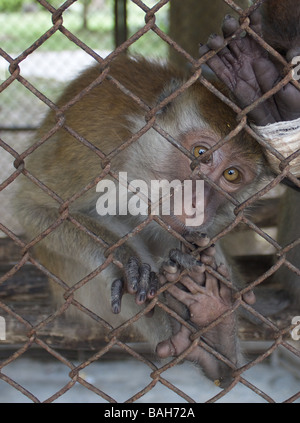 Scimmia in una gabbia su Koh Samui, Thailandia Foto Stock