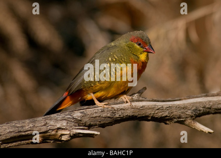 Zebra Waxbill Finch "Amandava subflava', maschio Foto Stock