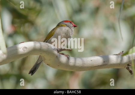 Rosso-browed Finch "Neochmia temporalis' Foto Stock