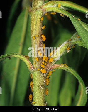 Oleandro afide Aphis nerii su alimentazione Gomphocarpus physocarpus Foto Stock