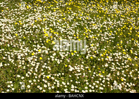 Prato con margherite e il tarassaco Foto Stock