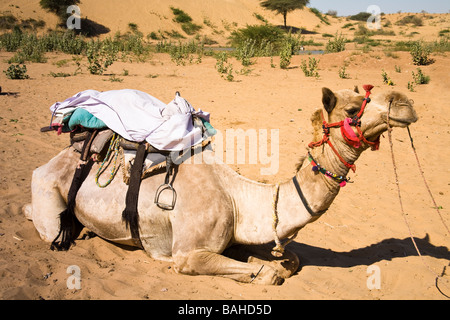 Appoggio del cammello nel deserto del Thar, Osian, vicino a Jodhpur, Rajasthan, India Foto Stock