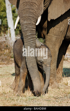 Elefante africano Loxodonta africana giovani croste interagendo Sud Africa Dist Africa Subsahariana Foto Stock