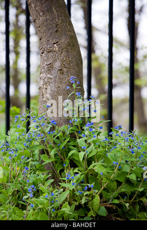 La base del tronco di un albero mostrato nella parte anteriore di un certo metallo ringhiere con wild dimenticare-me-poveri in crescita di circa Foto Stock