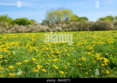 Una massa di tarassaco su un prato orlo vicino a Middleham, North Yorkshire. Prugnolo blossom in background. Foto Stock