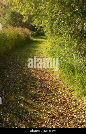 Un reed-rigato sentiero coperto di foglie cadute al Messingham cava di sabbia Riserva Naturale su un ottobre pomeriggio. Foto Stock