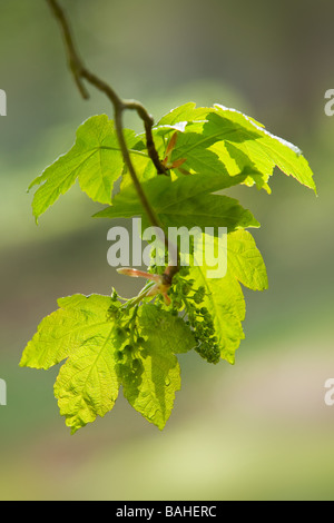 Nuovo verde sicomoro (Acer pseudoplatanus) foglie in un bosco inglese durante la primavera Foto Stock