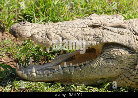 Close-up di coccodrillo del Nilo Crocodylus niloticus con bocca aperta che mostra i denti in Mkuze Game Reserve, Sud Africa Foto Stock