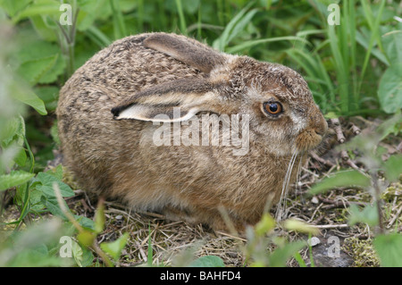 Brown lepre Lepus europaeus Leveret Sat tra vegetazione presi in Cumbria, Regno Unito Foto Stock