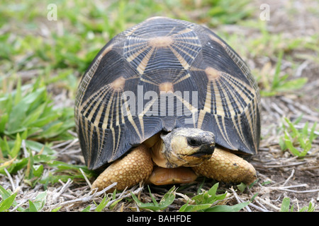 Vista frontale della tartaruga irradiata Astrochelys radiata su erba In Isalo NP, Madagascar Foto Stock