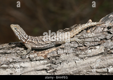 Madagascan spinoso-tailed Iguana Oplurus cuvieri aggrappandosi ad albero nella foresta spinosa, Ifaty, Madagascar Foto Stock