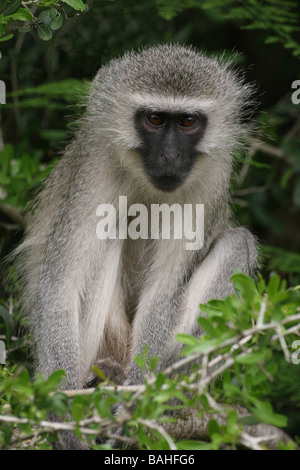 Ritratto di scimmia Vervet Chlorocebus pygerythrus Sat nella struttura ad albero di Mkuze Game Reserve, Sud Africa Foto Stock