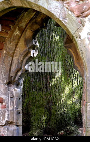 Il cedro del Libano, Acton Burnell Castello, Shropshire, Inghilterra. Foto Stock