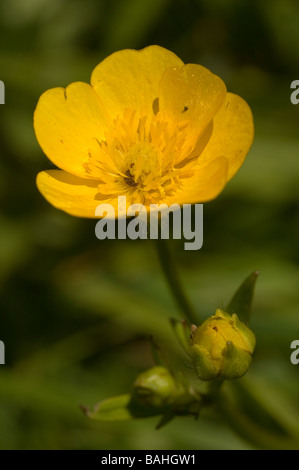 Ranuncolo strisciante (Ranunculus repens) Foto Stock