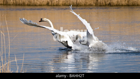 Cigni combattimenti Foto Stock