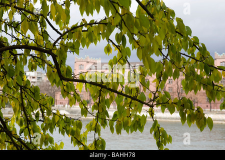 La vista attraverso il Reno a Basilea è oscurata dal fogliame di autunno di un albero. Foto Stock