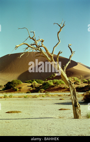 Albero morto nelle dune di sabbia di sossousvlei namibia, africa. Foto Stock