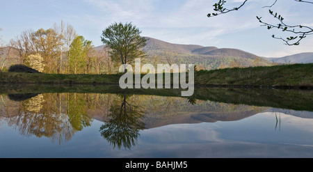 Un lone tree è riflessa in un lago situato vicino le Blue Ridge Mountains in Nelson, Albemarle County VA Foto Stock