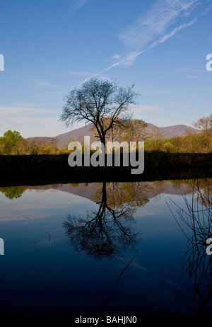 Un lone tree è riflessa in un lago situato vicino le Blue Ridge Mountains in Nelson, Albemarle County VA Foto Stock