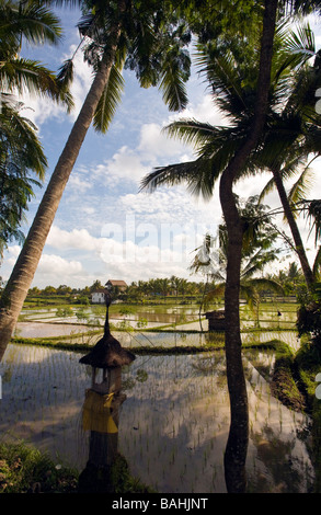 Indonesia Bali. I campi di riso, nei pressi di Ubud. Gli alberi di cocco. Foto Stock