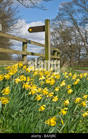 Sentiero segno e narcisi vicino Nunnington Hall, North Yorkshire Foto Stock