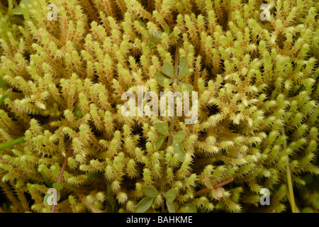 Fontana apple moss Philonotis fontana REGNO UNITO Foto Stock