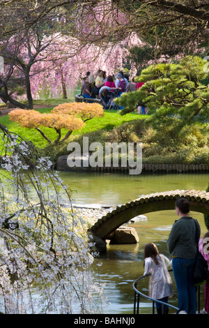 Gli alberi di ciliegio fioritura significa aprile presso il giardino giapponese a Brooklyn Botanical New York City Foto Stock