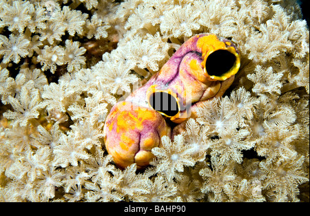 Di cuore di bue Ascidian, noto anche come oro-bocca Sea Squirt o inchiostro-spot Sea Squirt, Polycarpa aurata, circondato dal grigio coralli molli underwater Foto Stock