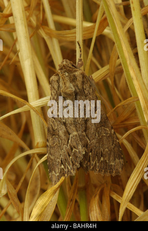 Archi scuro moth - Apamea monoglypha Foto Stock