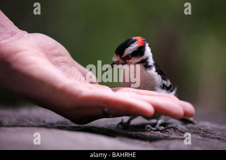 Picchio lanuginosa Picoides pubescens maschio medianus prendendo le arachidi dalla mano di una osservazione degli uccelli Foto Stock