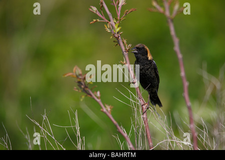 Bobolink Dolichonyx oryzivorus maschio in cellule Molt all allevamento del piumaggio seduto su un rametto e canto Foto Stock