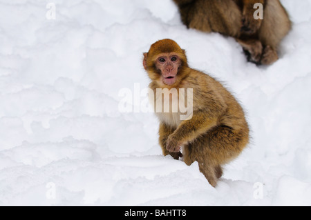 Barbary Macaque Macaca sylvanus in inverno nevoso foresta di cedro metà serie Atlas Azrou Marocco Foto Stock