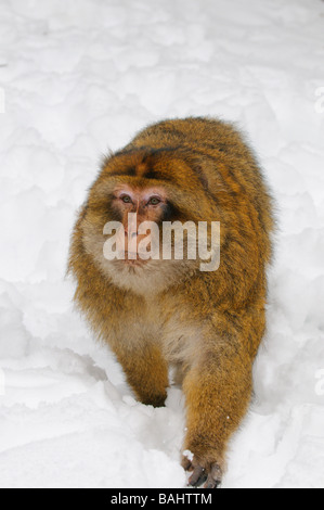 Barbary Macaque Macaca sylvanus in inverno nevoso foresta di cedro metà serie Atlas Azrou Marocco Foto Stock