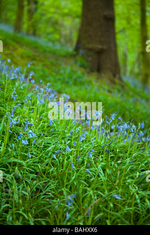 Un Inglese bluebell legno a Rivacre Country Park di Ellesmere Port Cheshire, Inghilterra, Regno Unito Foto Stock