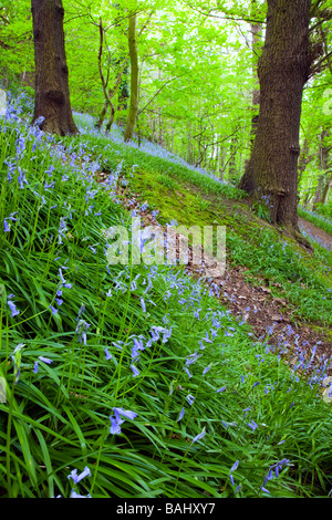 Un Inglese bluebell legno a Rivacre Country Park di Ellesmere Port Cheshire, Inghilterra, Regno Unito Foto Stock