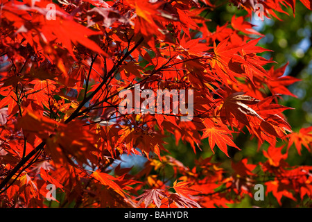 Sole che splende attraverso nuove foglie in acero giapponese (Acer) tree in primavera Foto Stock