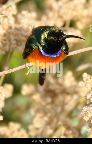 Petto arancione Sunbird Foto Stock