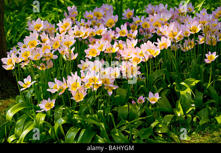 Tulipa Saxatilis in fiore in primavera Foto Stock