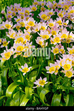 Tulipa Saxatilis in fiore in primavera Foto Stock