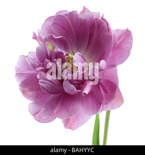 Primo piano di un tulipano tulipa lilla perfezione su un bianco Foto Stock