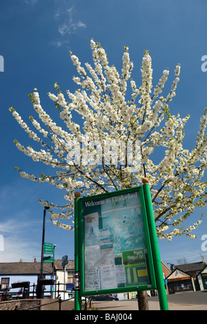 Regno Unito Gloucestershire Foresta di Dean Cinderford il triangolo fioritura ciliegio in fiore primavera Foto Stock