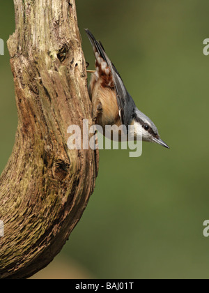 Picchio muratore, Sitta europaea, salendo verso il basso rustico ramo morto Foto Stock