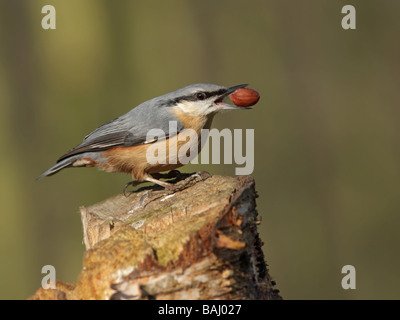 Picchio muratore, Sitta europaea, appollaiato sul ceppo di albero con arachidi nel becco Foto Stock